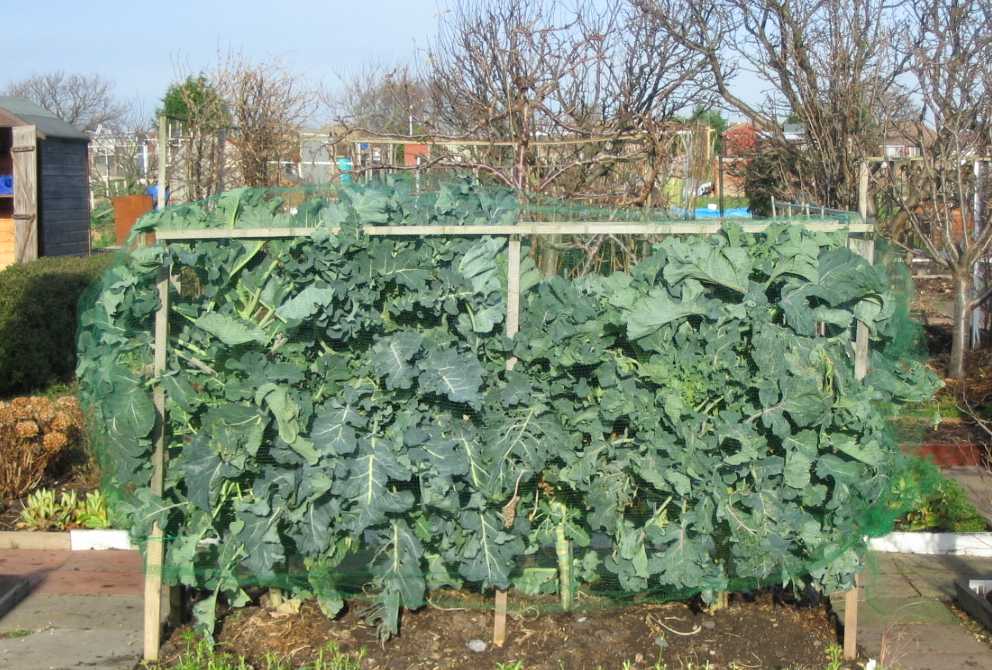 Purple Sprouting Broccoli